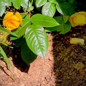 Meet your Posher, Makarley